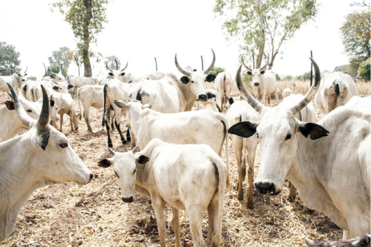 Kano agro-project targets 1.8 million livestock for vaccination