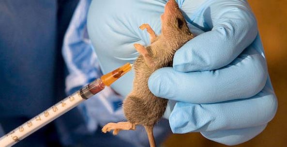 Lassa Fever Outbreak Hits Gombe State, Health Commissioner Declares Measures to Curtail Spread