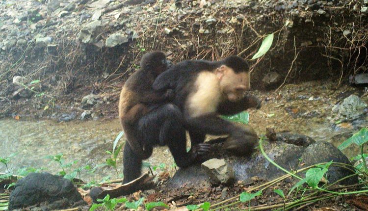 Curious Capuchins? Panama Monkeys Caught Abducting Baby Howlers Without Care